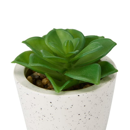 Artificial Succulent in Pot - Assorted